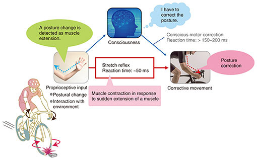 How to Train and Use the Stretch Reflex for Better Performance